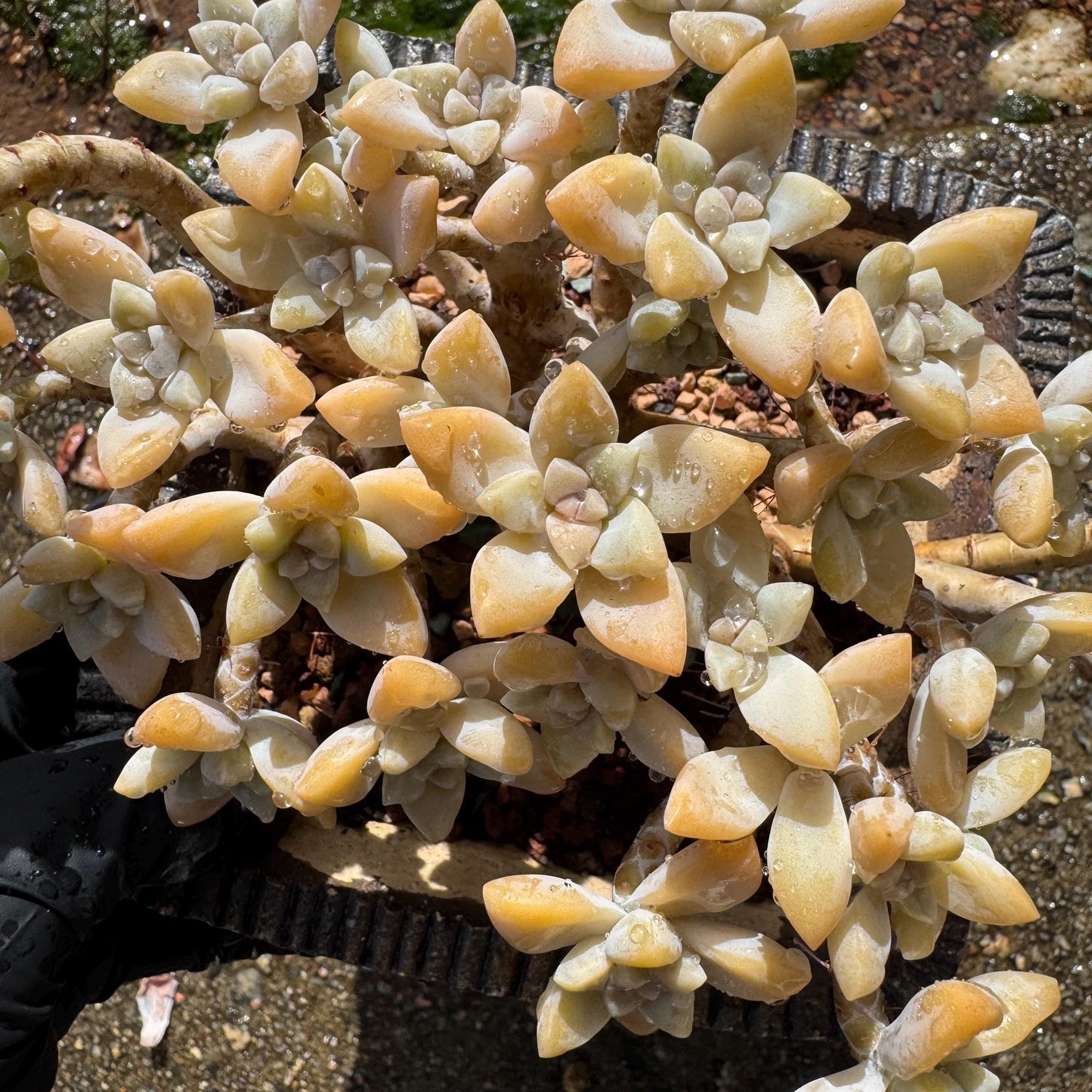 Graptopetalum 'Victor Kane'  cluster, 5.2 inches, a lot of heads, bare Root, live plant, Imported Rare Succulent
