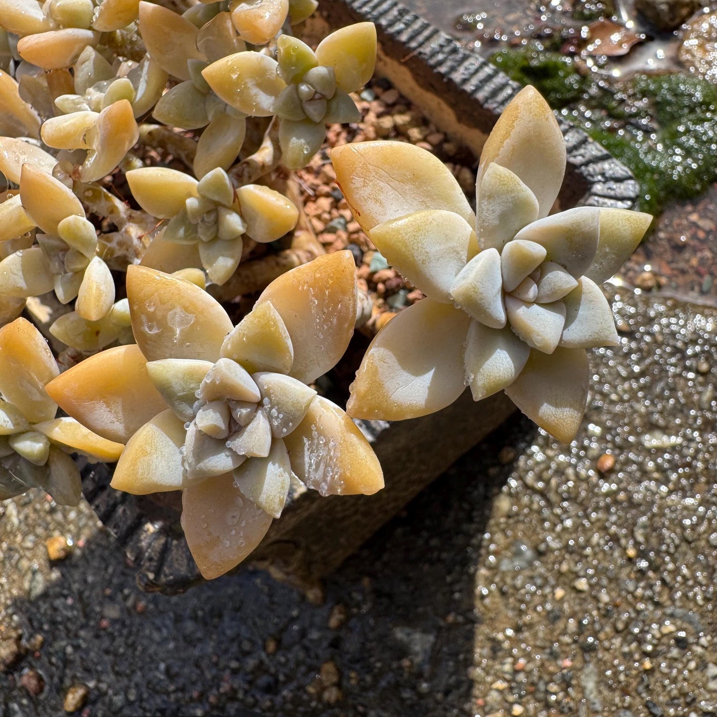 Graptopetalum 'Victor Kane'  cluster, 5.2 inches, a lot of heads, bare Root, live plant, Imported Rare Succulent