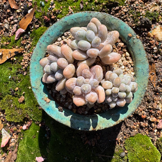 New ! Echeveria’  Pink Lover’ small cluster with a crest  head ,  high quality, 3inches, live plant,imported succulents, live plant, gift