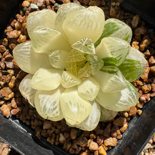 Haworthia' Cooperi  Variegated'cluster, 2.2inches , Bare Root, Imported Rare Succulent, live plant.