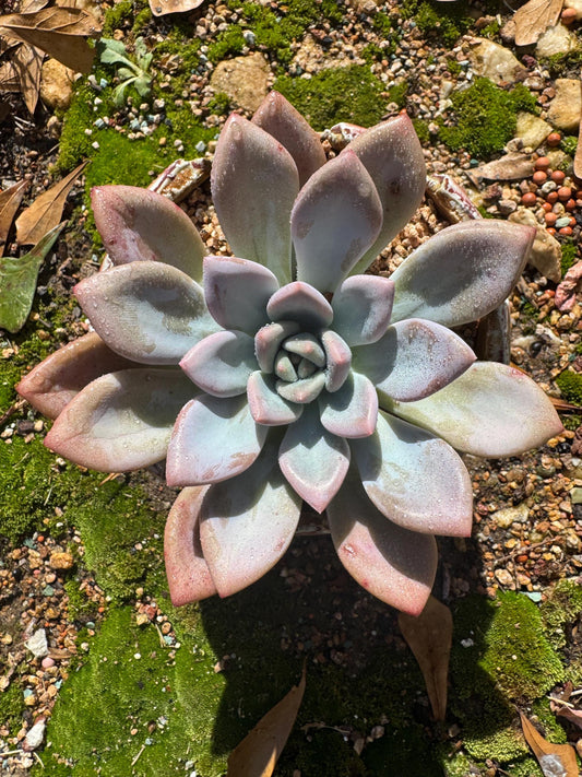 Rare succulents plants ,Graptoveria 'Opalina ’ single head, 4.1inches,