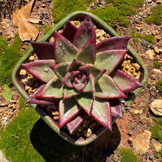 Echeveria  'Roca sp. ', 3.9inches, , single head, nice color , Bare Root, Imported Rare Succulent