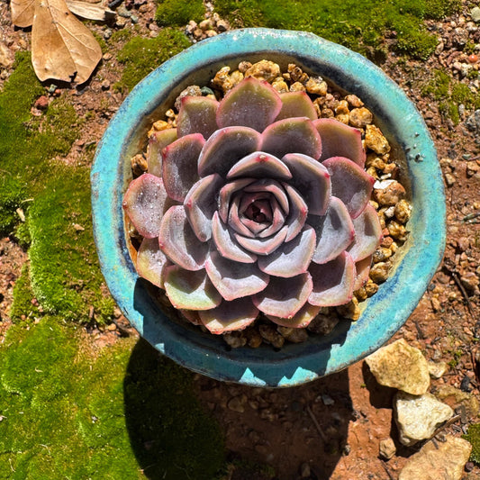 Echeveria 'Pink butterfly ', 1head, 2.3inches, ( mixed Onslow X Laura,) Bare Root, Imported Rare Succulent, live plant, gift