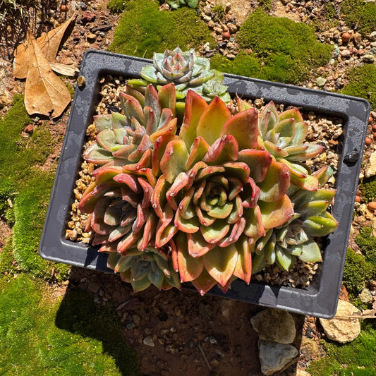 Echeveria ' Monet' cluster, nice color,  new hybrid, 4.5 inches, Imported Rare Succulent, Bare Root, live plant