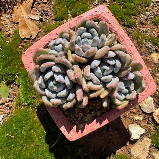 Echeveria 'Red ivory cluster ', 3.8inches, nice color , Bare Root, Imported Rare Succulent