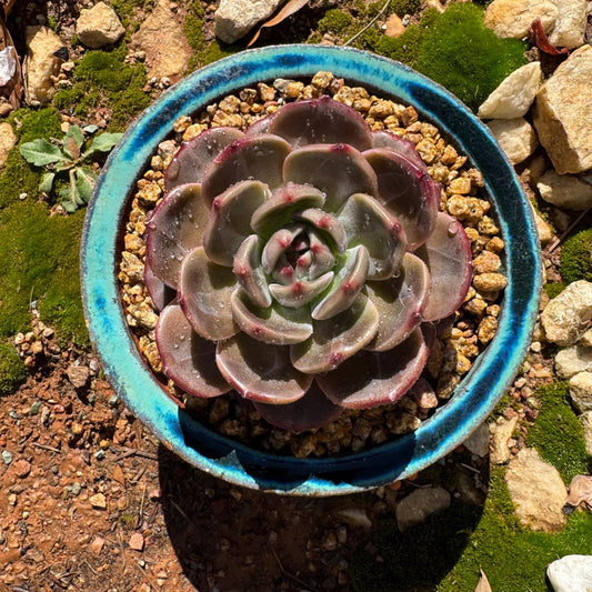 Echeveria 'Daredevil', single head, 3.1inches, NEW Hybrid, Bare Root, Imported Rare Succulent