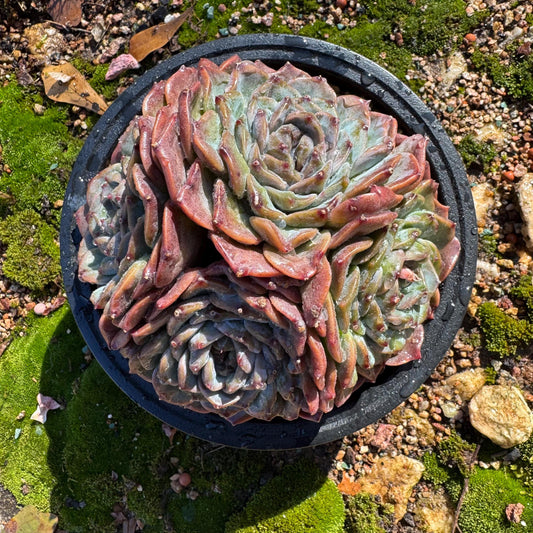 Rare succulents plants,  Echeveria  ‘god of love '  cluster, 4heads, 4.5inche,