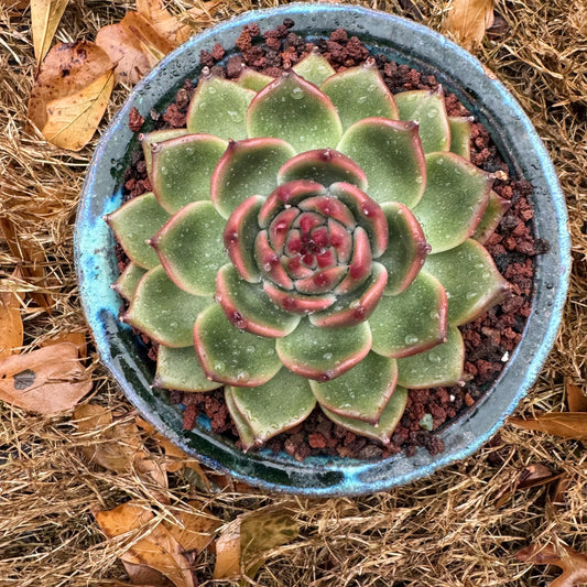 Echeveria 'Blue Dragon ' , big single head,  3.6inches, High quality, Bare Root, Imported Rare Succulent, live plant, gift