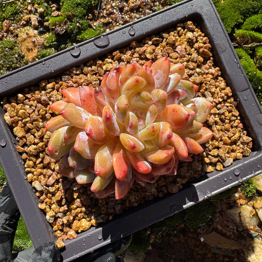 Echeveria  'snow Angel' crest cluster , 3heads,3.7inches , Bare Root, Imported Rare Succulent, live plant, nice color, gift