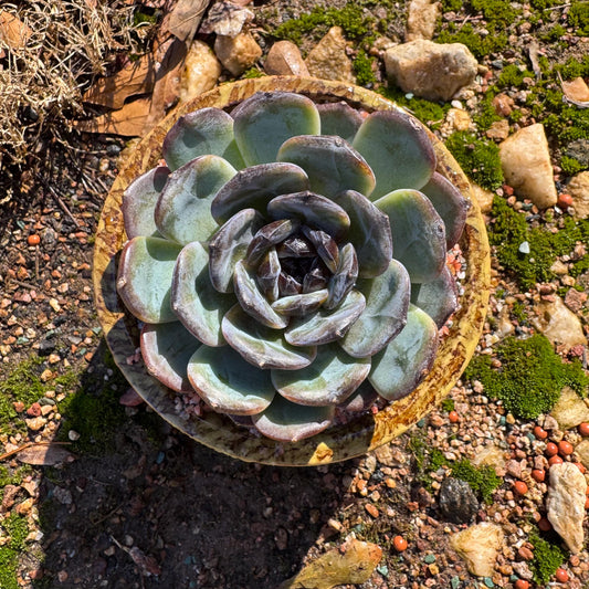 Rare succulents plants, Echeveria' black Aopu' succulent, single head,  3.2inches,