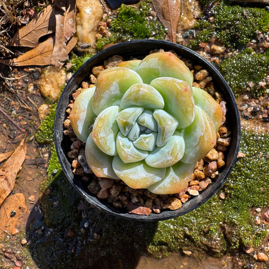 Echeveria  Korean  cream ' Ice Green',  single head, 2inches, great quality,  Bare Root, Imported Rare Succulent, gift