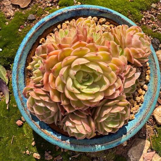 Echeveria 'Onslow' cluster, 4.5inches,  bare Root, Imported Rare Succulent