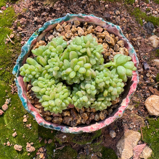 Sedeveria 'shangri la .' crest cluster, 3.1 inches, nice color , Bare Root, Imported Rare Succulent