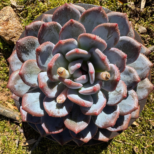 Echeveria Korean ‘ Orange Monroe’, big single head, high quality, 6inches, Bare Root, Imported Rare Succulent, live plant, gift