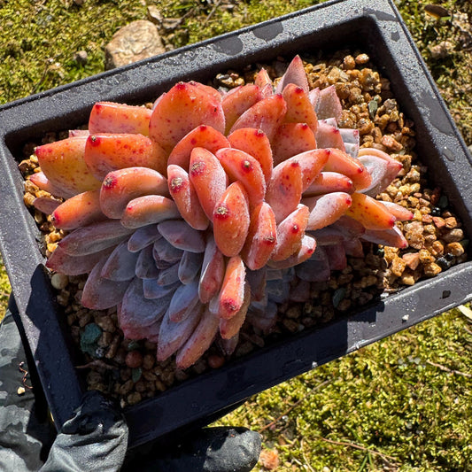 Rare succulents plants, Echeveria Korean ‘ Orange Monroe’ cluster, 4heads,  4.1inches