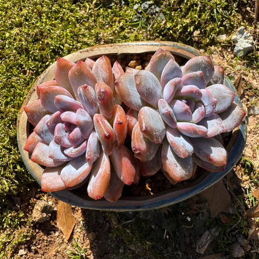Echeveria Korean ‘Orange Monroe’, 2heads, high quality, 3.7inches, Bare Root, Imported Rare Succulent