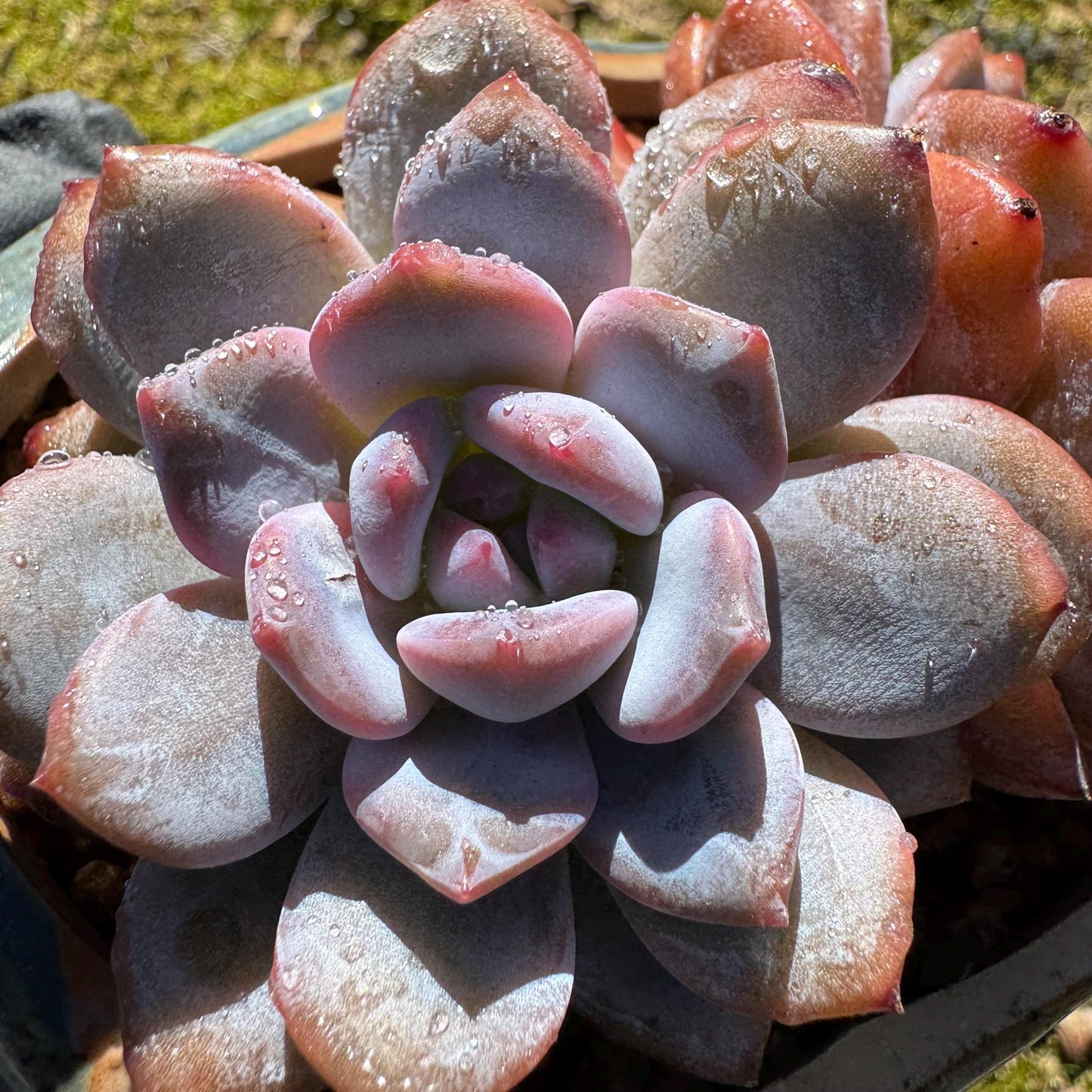 Echeveria Korean ‘Orange Monroe’, 2heads, high quality, 3.7inches, Bare Root, Imported Rare Succulent