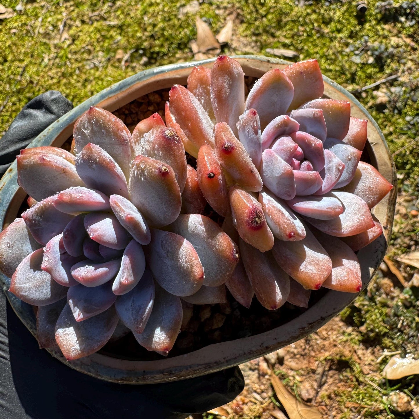 Echeveria Korean ‘Orange Monroe’, 2heads, high quality, 3.7inches, Bare Root, Imported Rare Succulent