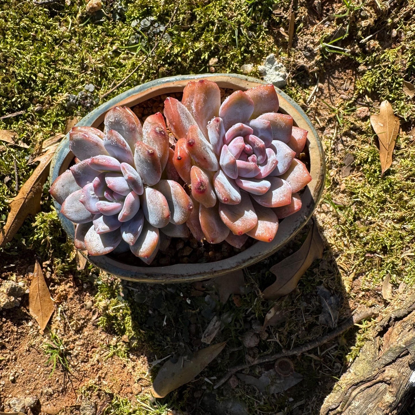 Echeveria Korean ‘Orange Monroe’, 2heads, high quality, 3.7inches, Bare Root, Imported Rare Succulent