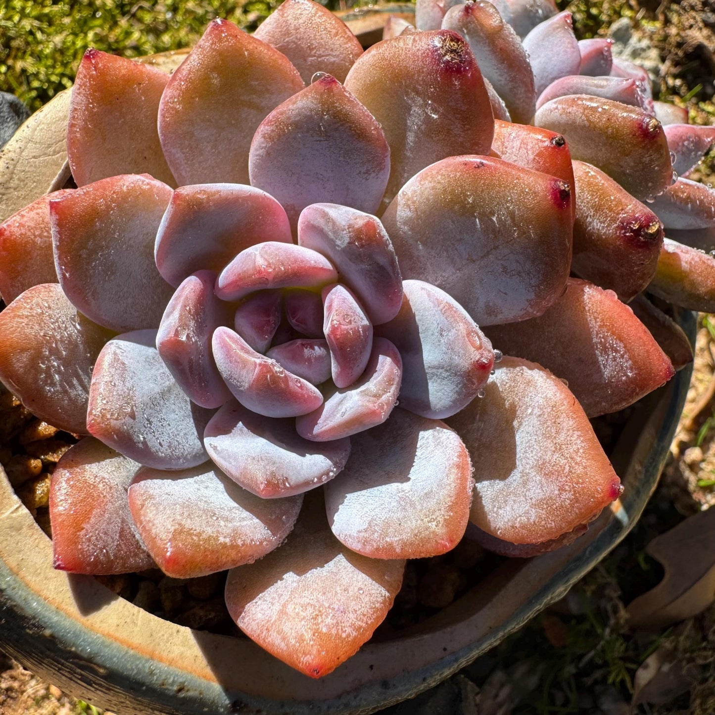 Echeveria Korean ‘Orange Monroe’, 2heads, high quality, 3.7inches, Bare Root, Imported Rare Succulent