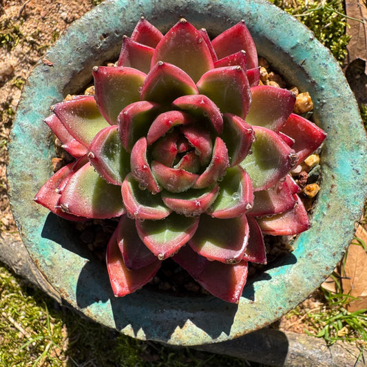 New! Echeveria  'sword dance', new hybrid, 2.7inches, single head, nice color , Bare Root, Imported Rare Succulent