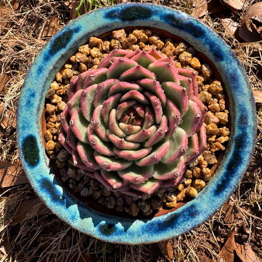 Echeveria  'Toscanelli', single head , 3inches, Bare Root, Imported Rare Succulent, live plant