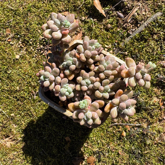 New ! Echeveria’  Pink Lover’  cluster,  high quality, 3.4inches, live plant,imported succulents, live plant, gift