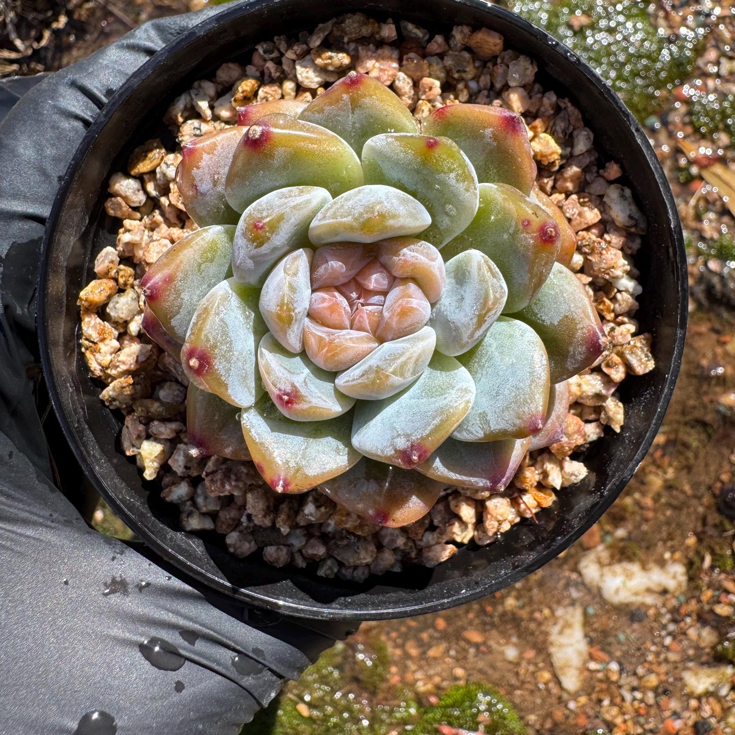 Echeveria' Red Amber', tiny single head , sugar candy, 1.5inches, great quality,  pretty color, Imported Rare Succulent, gift