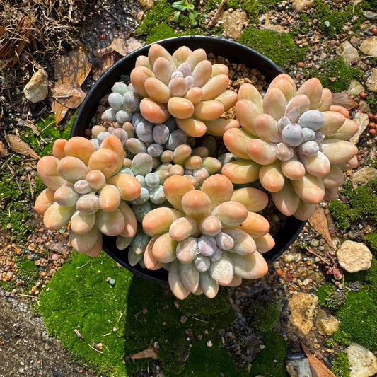 Graptopetalum Amethystinum 'Sweet Ball' cluster, 6 inches,  4 big heads with babies, high quality, nice color,  live plant