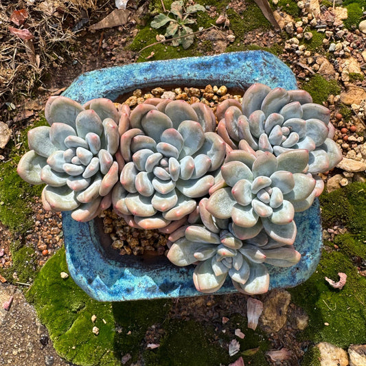 Pachyveria 'Elaine Reinelt' big cluster, 5.7inches, 5heads,  high quality,   live plant, Bare Root, imported succulents, live plant, gift