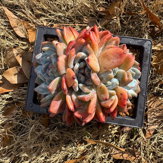Echeveria Korean ‘ Orange Monroe crest cluster, 4heads, special shape, 5.2inches, Bare Root, Imported Rare Succulent, live plant, gift