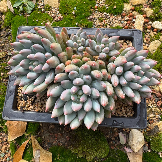 Rare succulents plants, Pachyveria' Angel's Finger' cluster, 4.6inches