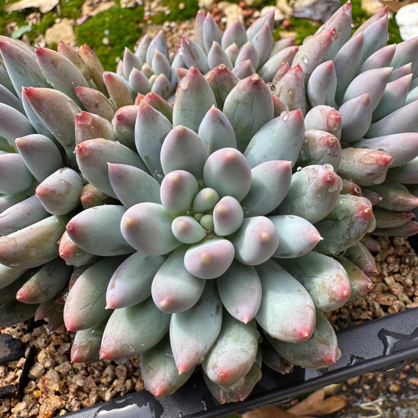 Rare succulents plants, Pachyveria' Angel's Finger' cluster, 4.6inches