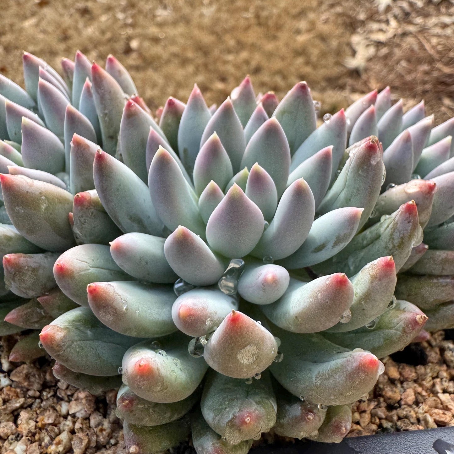 Rare succulents plants, Pachyveria' Angel's Finger' cluster, 4.6inches