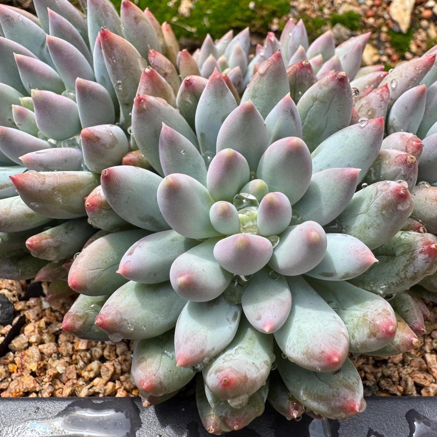 Rare succulents plants, Pachyveria' Angel's Finger' cluster, 4.6inches