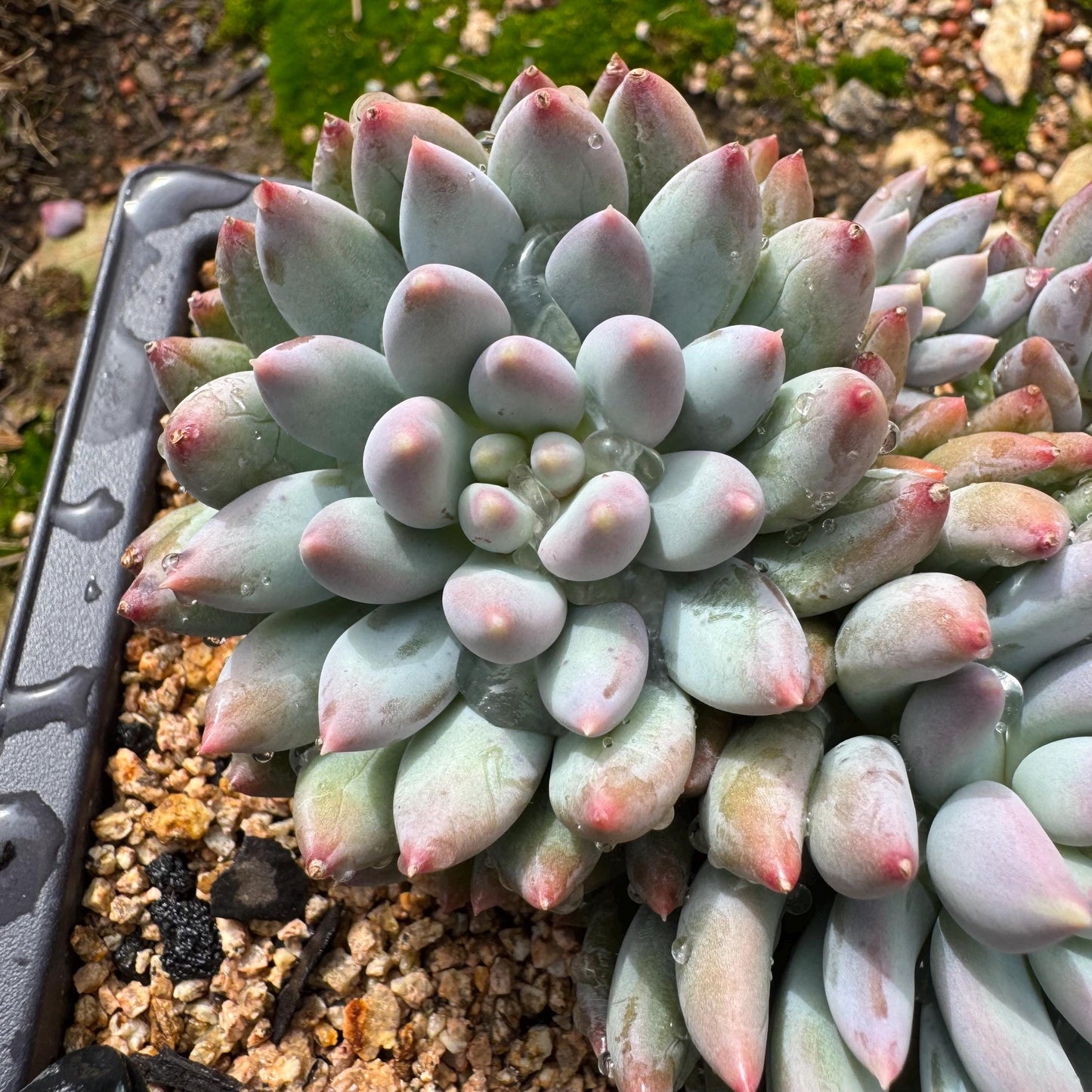 Rare succulents plants, Pachyveria' Angel's Finger' cluster, 4.6inches