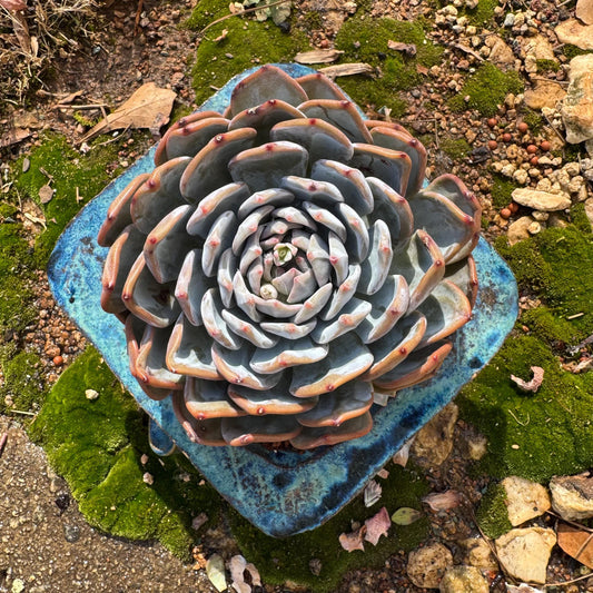 Echeveria Korean ‘ Orange Monroe’, a  big single head with several babies, 4.7inches, Bare Root, Imported Rare Succulent, live plant, gift