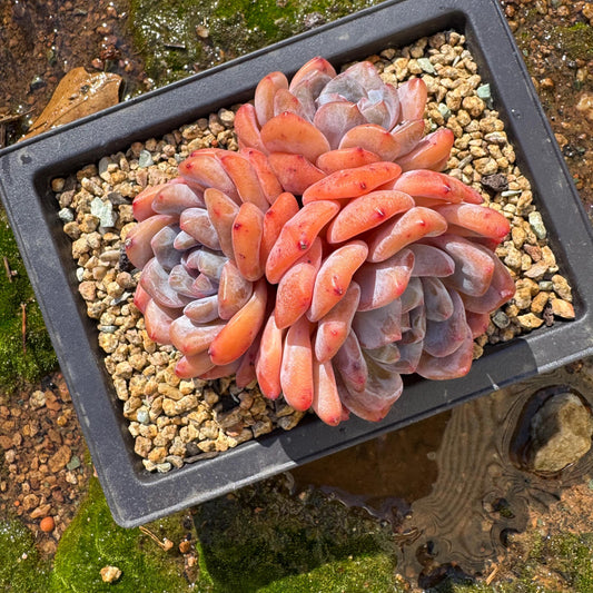Echeveria Korean ‘ Orange Monroe’cluster, 3heads, high quality, 3.7inches, Bare Root, Imported Rare Succulent, live plant, gift