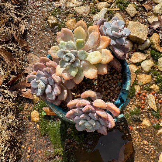 Echeveria blood ‘spotted deer' cluster,  4 heads, nice color, Bare Root, Imported Rare Succulent, live plant