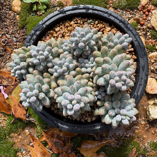 Pachyphytum' Baby Finger' big cluster, 5.1inches, Bare Root, Imported Rare Succulent, many heads.
