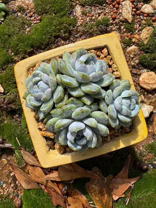Echeveria  'Tynie burger cluster ', 3.8inches, 4heads, nice color , Bare Root, Imported Rare Succulent