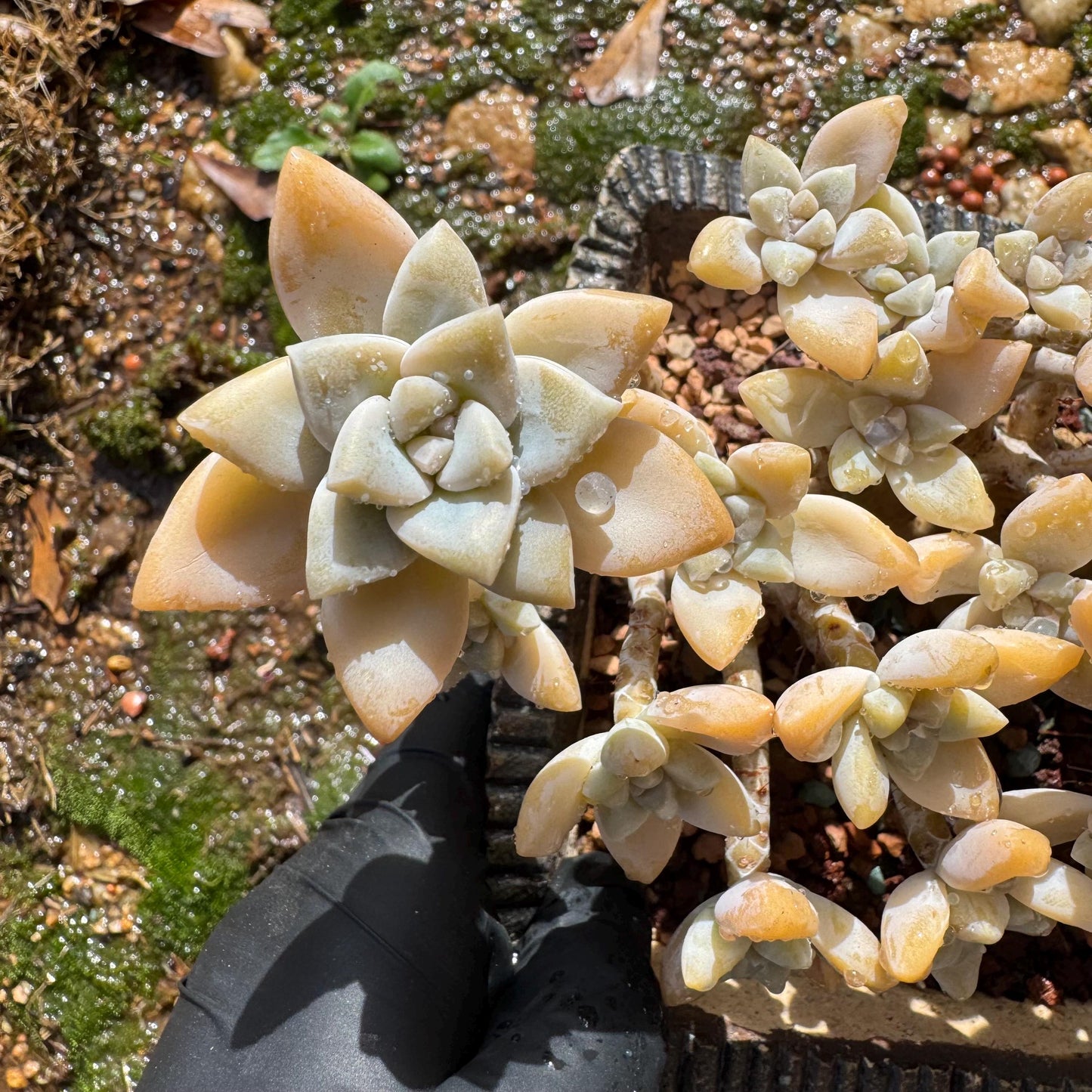 Graptopetalum 'Victor Kane'  cluster, 5.2 inches, a lot of heads, bare Root, live plant, Imported Rare Succulent