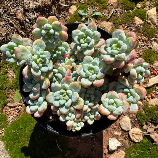Sedum clavatum cluster, 4.8inches,   Bare Root, Imported Rare Succulent, live plant