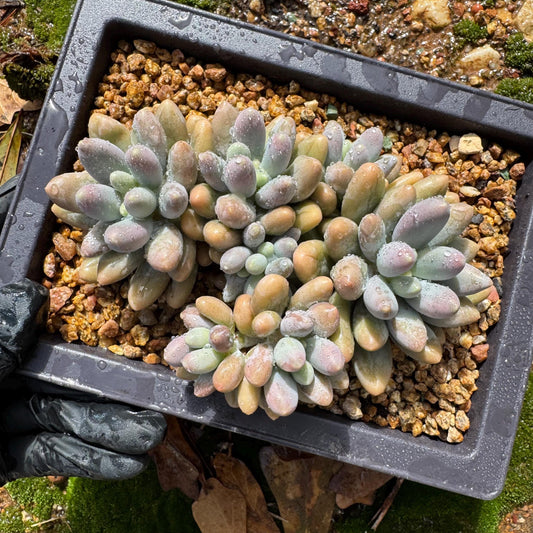 New ! Echeveria’  Pink Lover’ crest cluster,  high quality, 4.5inches, live plant,imported succulents, live plant, gift
