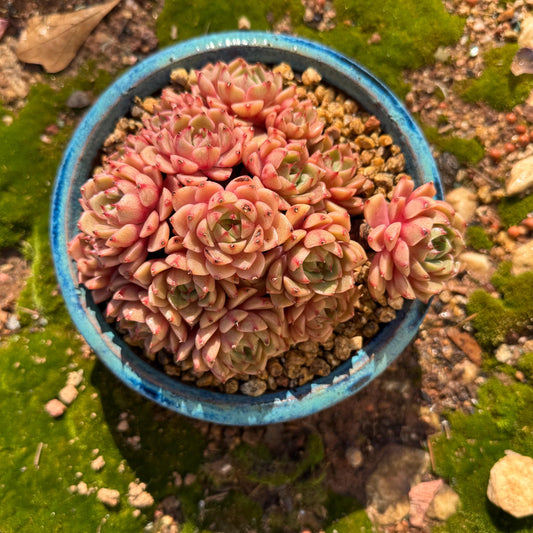 Echeveria Golden 'BenBadis 'Cluster, 4.8inches, High quality, only one ,  Bare Root, Imported Rare Succulent, gift