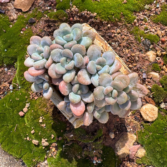 Graptosedum 'miul ' cluster,  3.9inches, bare Root, nice color, Imported Rare Succulent