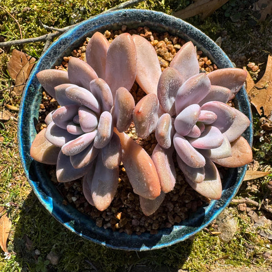Graptoveria 'pink bunny' ,2heads,  4.3inches , nice color,  Bare Root, Imported Rare Succulent