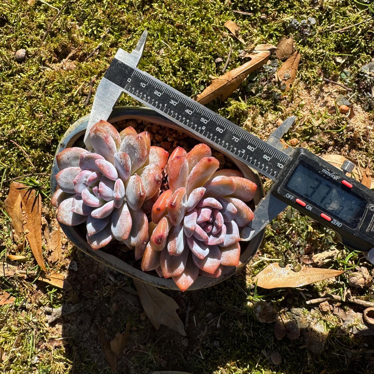 Echeveria Korean ‘Orange Monroe’, 2heads, high quality, 3.7inches, Bare Root, Imported Rare Succulent