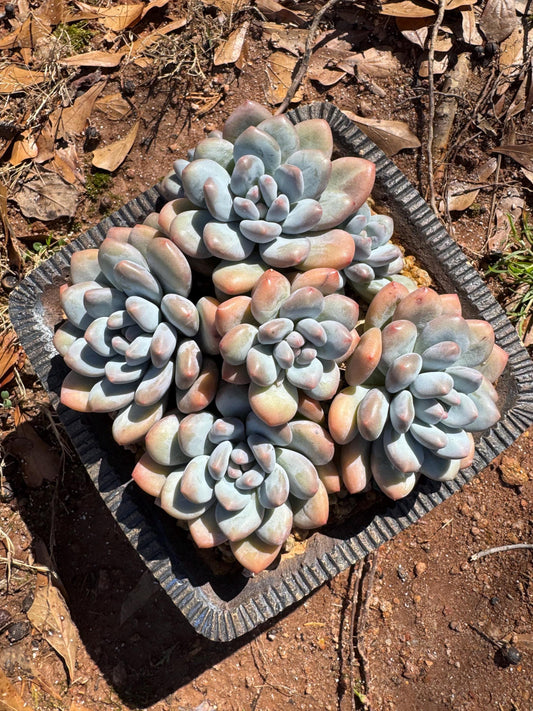 Pachyveria 'Elaine Reinelt' big cluster, 5.6inches,  7heads, high quality,   live plant, Bare Root, imported succulents, live plant, gift