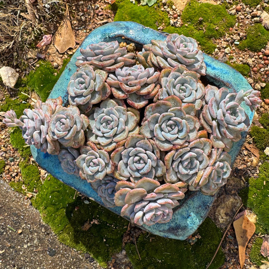 Echeveria  'mountain snow' big   cluster,  5.4inches,  great quality,  Bare Root, Imported Rare Succulent, gift